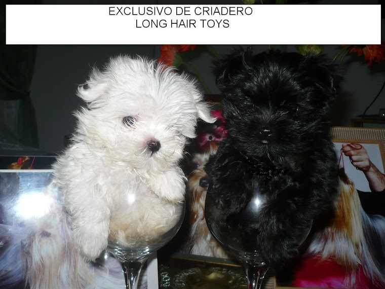 MALT´ BLACK EXCUSIVO DE NUESTRO CRIADEROS  PROXIMOS A LA VENTA