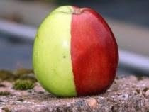 apel langka 2 warna hasil mutasi