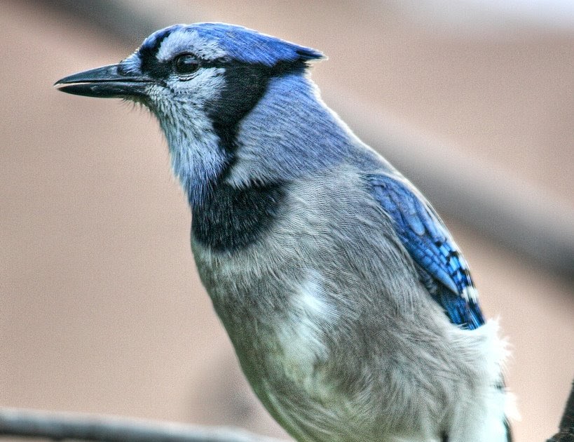 15 interesting facts about blue jays | Facts About All