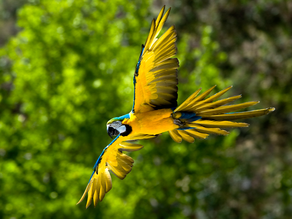 Macaws+flying