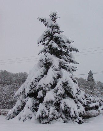 [Snowy+Tree.JPG]