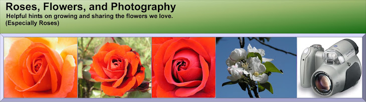 Roses, Flowers, and  Photography