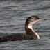 Angle - Great Northern Divers