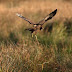 Marloes Marsh Harrier