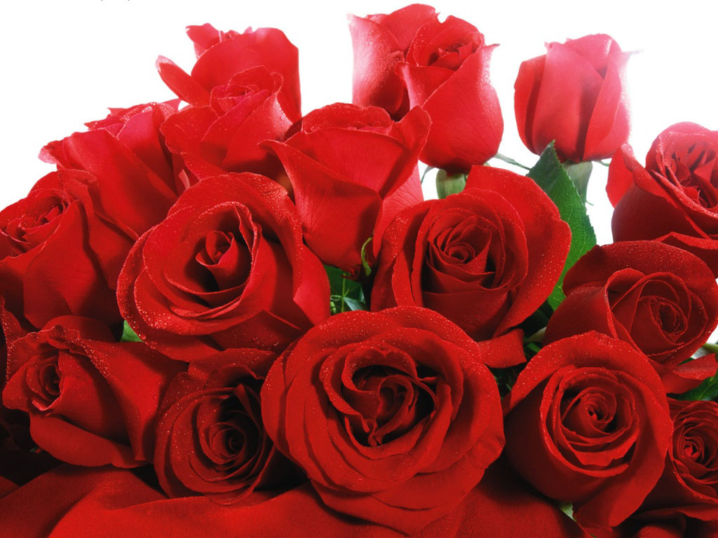 flores jardim camburi:Beautiful Red Rose flores jardim camburi:Beautiful Red Rose