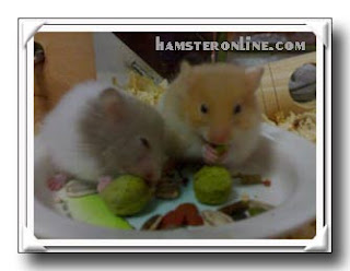 european black bear hamster