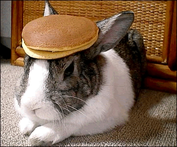 rabbit_pancake.gif