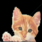 [blog_kitten.gif]