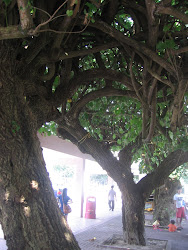 Interlocking Trees