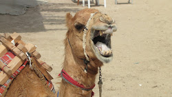 Ugly Camel