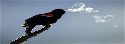 Red-winged blackbird. AP file photo by Robert F. Bukaty