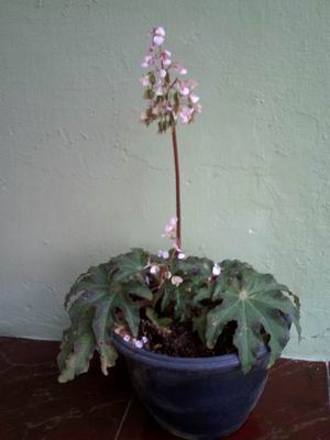[Begonia+Bunga.JPG]