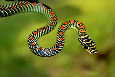 flying snake, paradise tree snake