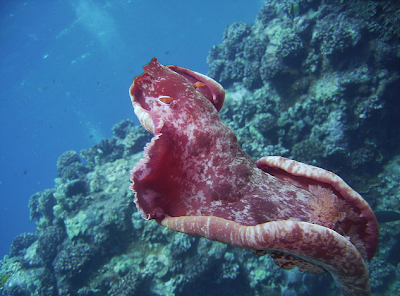 spanish dancer nudibranch