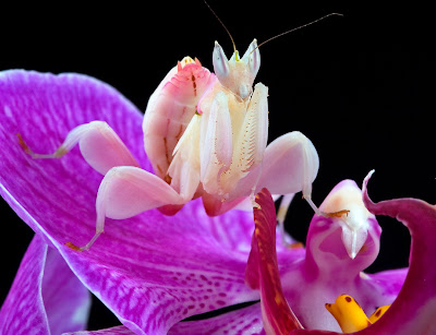 orchid mantis