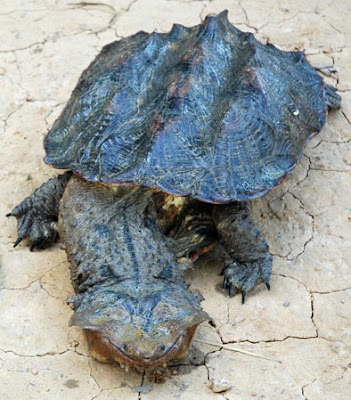 matamata turtle