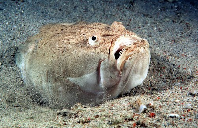 stargazer fish