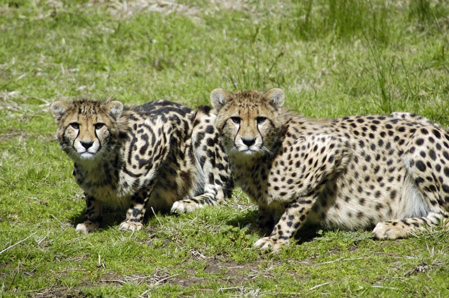 Photo of the Week: The King Cheetah: Travel Wonders