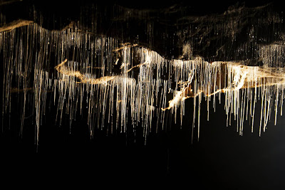 Waitomo Glow Worm Cave, New Zealand
