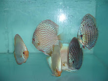Discus Fish - Red Eagle