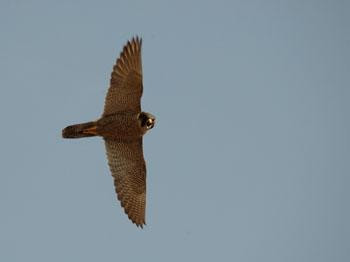 Halcón peregrino