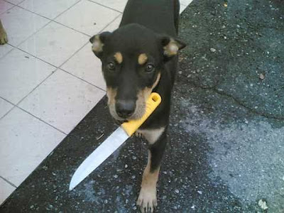 dog+hold+knife.jpg