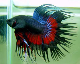 betta_crown_tail_a.jpg