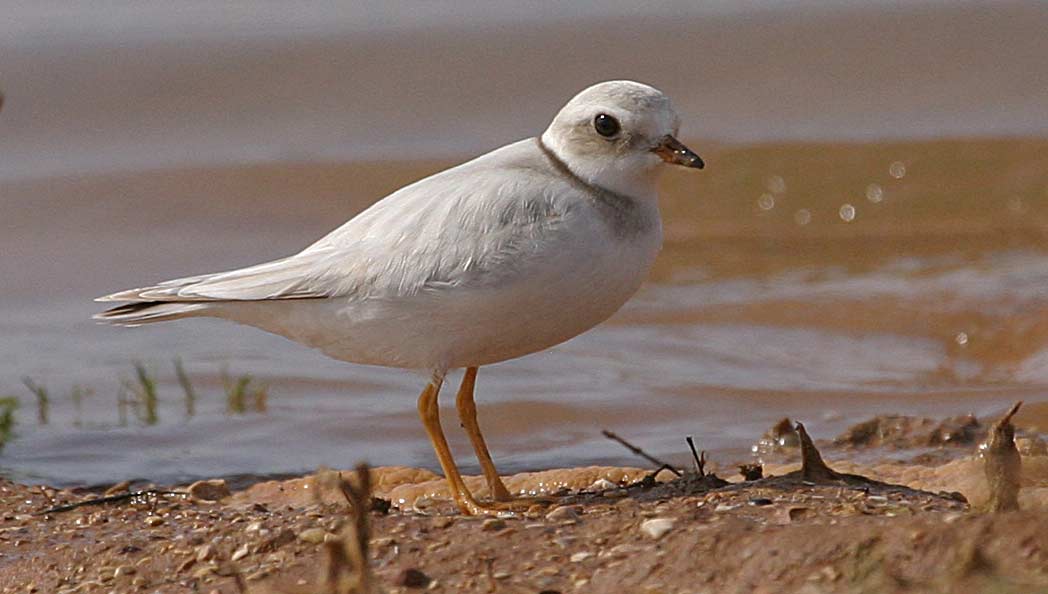 [IMG_3614-Ringed-Plover.jpg]