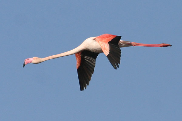 [IMG_7151-Greater-Flamingo-c.jpg]