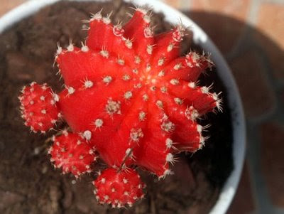 Imagenes de cactus Imagenes de cactus