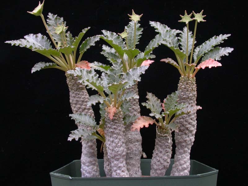 plants for life: Dorstenia horwoodii