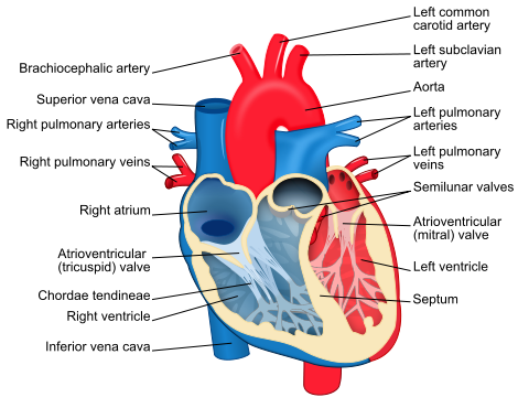 heart diagram blank. human heart diagram for kids.