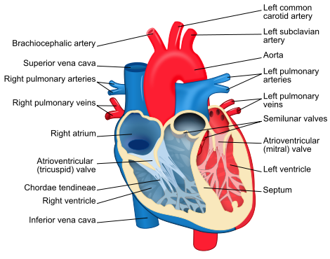 iptables flow chart. heart diagram labeled.