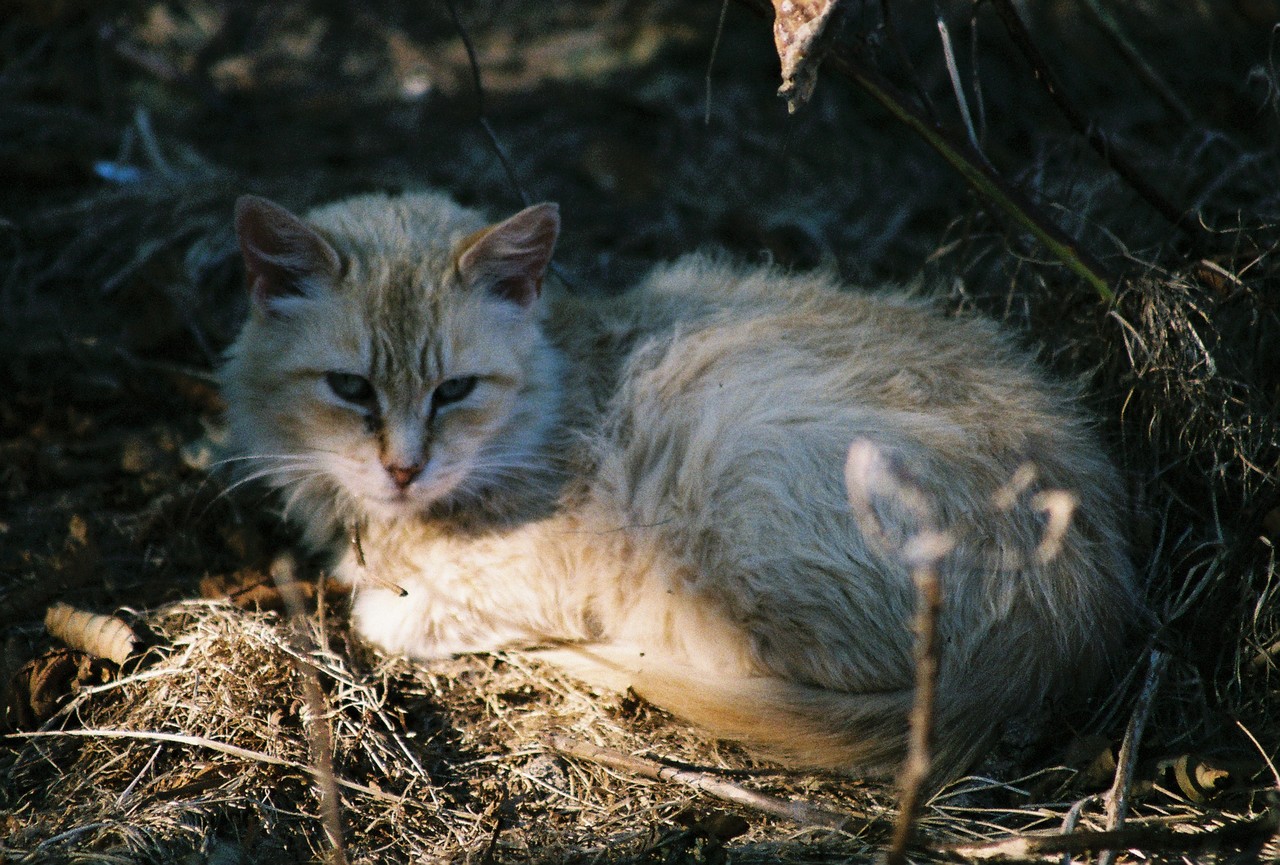Fuzzy Orange Cat