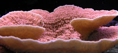 Sierra Saltwater Systems Propagated Montipora Capricornis