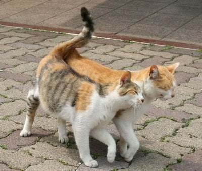 matarasakata: Chatting with Kucing
