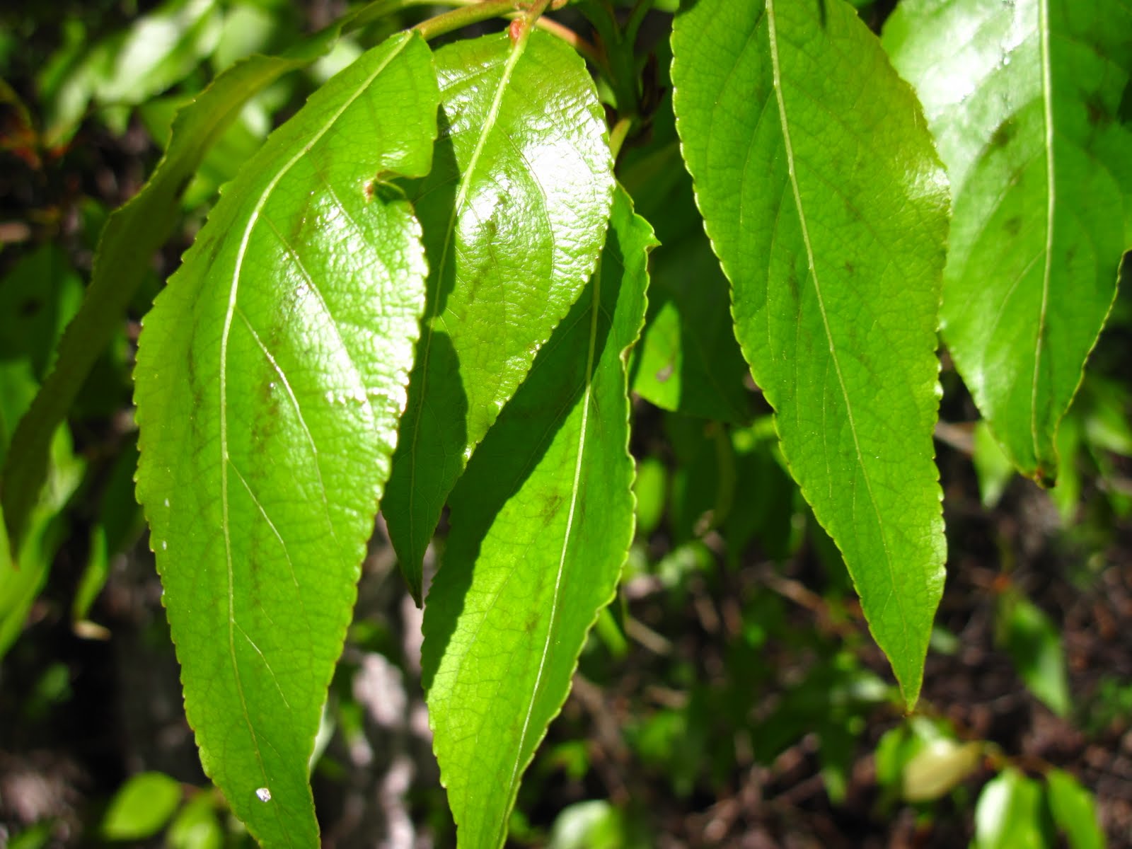 Bella Coola Blog Cottonwood Smell
