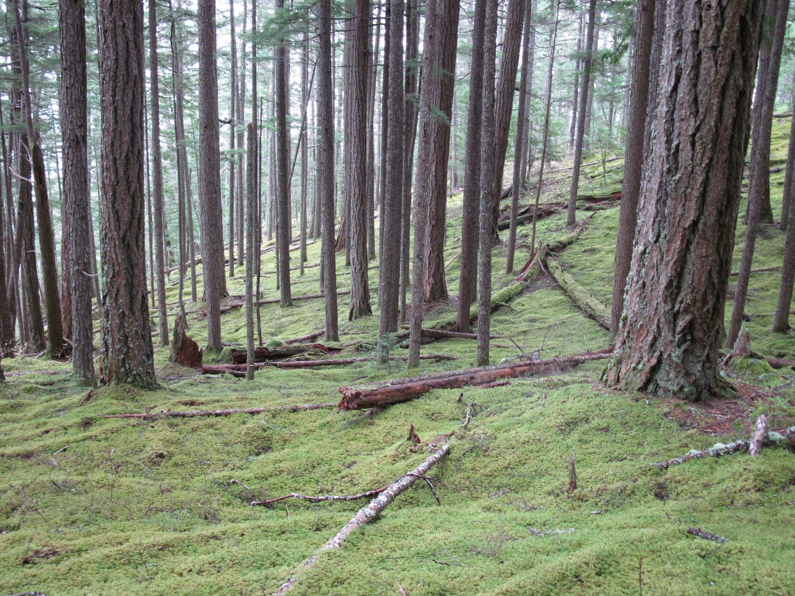 Bella Coola Blog Pine Mushrooms
