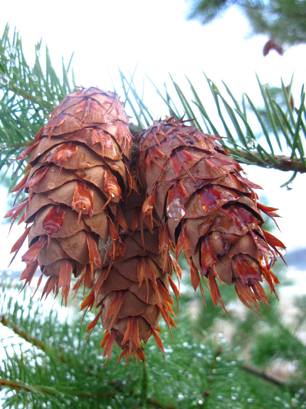 Bella Coola Blog Douglas Fir Cones