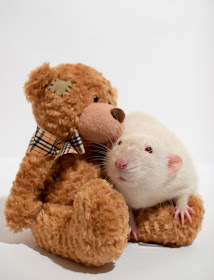 rats with teddy bears
