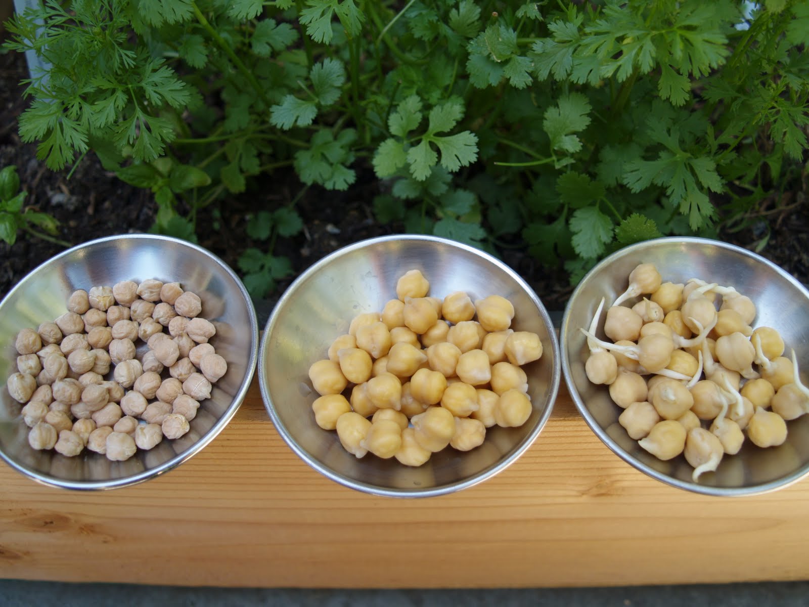 fivetenfifteen chick pea sprouts