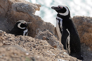 Penguin Caleta Valdes, an exclusive housing complex for a few penguins