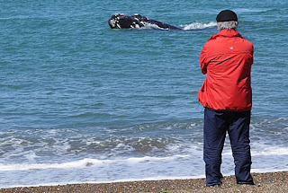 El Doradillo, Avistaje de ballenas, cada día es una experiencia inolvidable