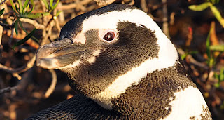 Amanecer en Punta Tombo, Pingüinos en acción