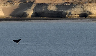 Las Ballenas se despiden del Doradillo