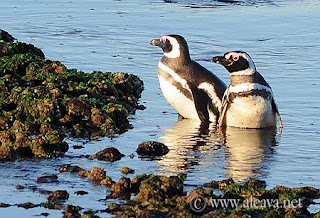 Atardecer en San Lorenzo, Pingüinos  hasta el horizonte