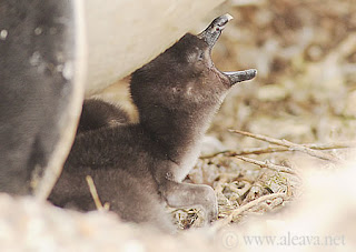 Los pichones de Pingüinos, comer para crecer en las pingüineras