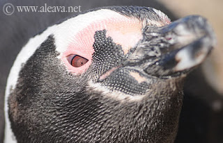 Centinelas del Pingüino - Proyecto Científico de mas de 25 años en Punta Tombo