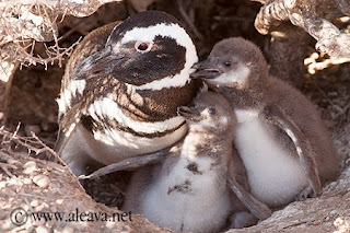 Pichones de Pingüinos semana 3 en Península Valdés