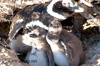 Pichones de Pingüinos semana 3 en Península Valdés